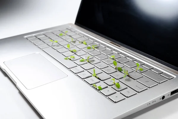 Laptop Computer Lot Seedlings Growing Keyboard Concept Eco Friendly Sustainable — Stock Photo, Image