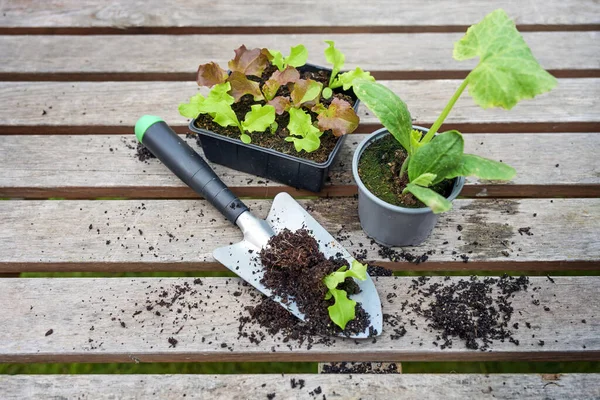 Jonge Sla Planten Een Gepotte Courgette Zaailing Een Plantenschop Een — Stockfoto