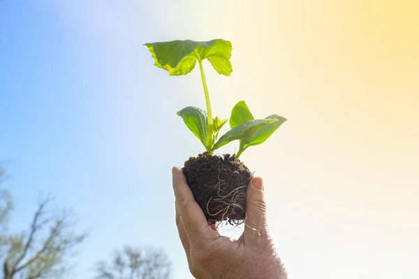 Hand Hält Eine Zucchini Pflanze Mit Wurzeln Und Erde Gegen — Stockfoto