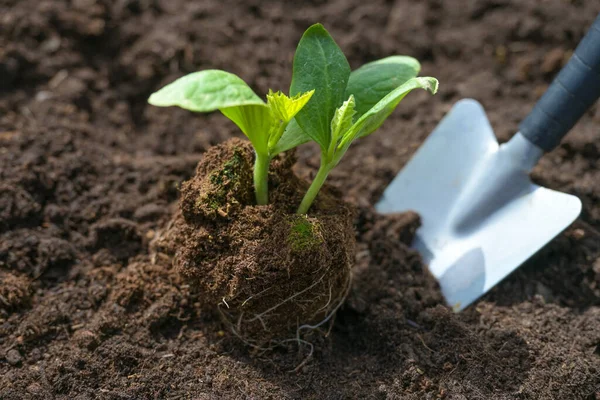 Pflanzung Eines Zucchini Sämlings Mit Einer Schaufel Dunklen Fruchtbaren Boden — Stockfoto