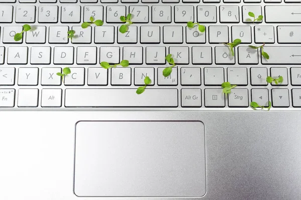 Laptop Keyboard Small Seedlings Growing Gaps Green Business Concept Symbol — Stock Photo, Image