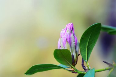 Bir açelya çiçeğinin pembe tomurcuğu, Rhododendron cinsi, baharda açan çalı, büyük kopya alanı ile doğal yeşil arkaplan, seçilmiş odak, dar alan derinliği