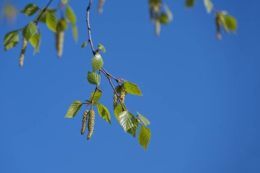 Çiçek açan bir huş ağacının dalında taze yapraklar ve kedi derileri, polenler alerjiye neden olabilir, açık mavi gökyüzü, kopyalama alanı, seçilmiş odak