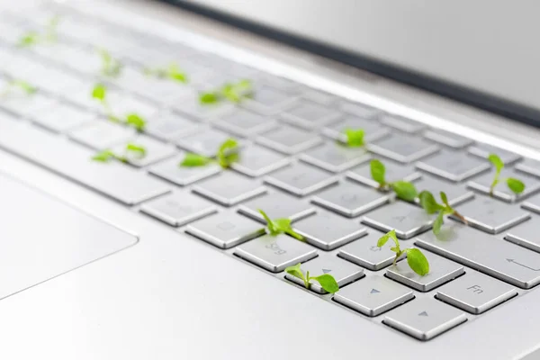 Green Business Seedlings Grow Silver Keyboard Laptop Computer Symbol Growth — Stock Photo, Image