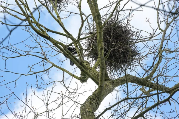 高い木の上に多くの小さな枝から春の時間に建てられたカラスの巣 住宅の概念と不動産のメタファー 雲と青空 選択された焦点 — ストック写真
