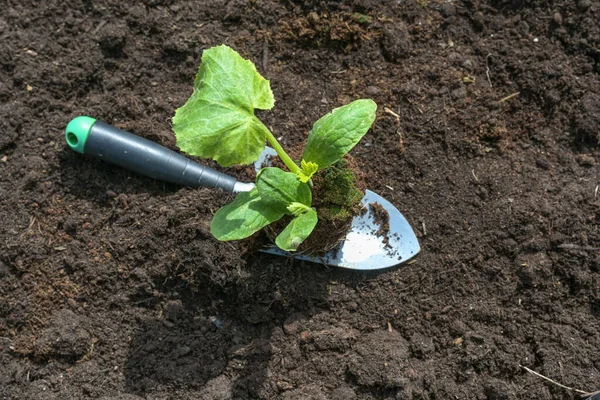 Bio Zucchini Sämling Auf Einer Pflanzschaufel Auf Dunklem Fruchtbarem Boden — Stockfoto