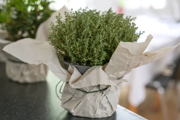 Potted Thyme Plant Decorative Paper Wrapping Kitchen Counter Indoor Herb — Stock Fotó