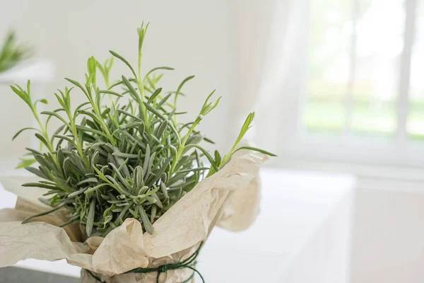 Potted Lavender Plant Decorative Paper Wrapping White Kitchen Counter Indoor — Foto de Stock