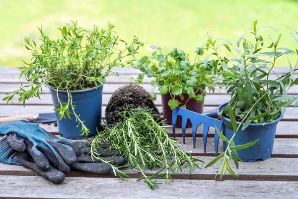 Ervas Vaso Preparadas Para Plantio Jardim Ancinho Azul Luvas Jardinagem — Fotografia de Stock