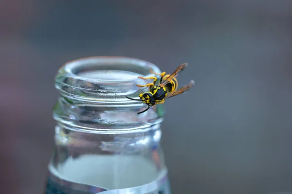 Wasp or yellow jacket on a bottle of soft drink, the insects can become a pest in summer, especially for allergy sufferers, copy space, selected focus, very narrow depth of field