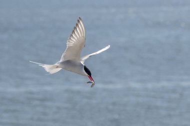 Mavi denizin üzerinde gagasında bir balıkla uçan kutup deniz feneri (Sterna paradisaea), zarif göçmen kuşları Kuzey Kutbu 'ndan Antarktika' ya en uzun rotaya sahiptir.