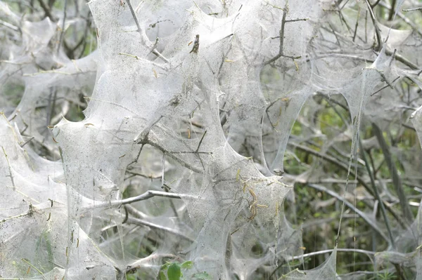 Nesting Web Ermine Moth Caterpillars Yponomeutidae Covering Branches Shrub Copy — 图库照片