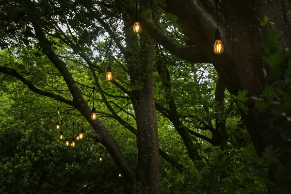 Illuminated Fairy Lights Trees Summer Party Garden Park Copy Space — Zdjęcie stockowe