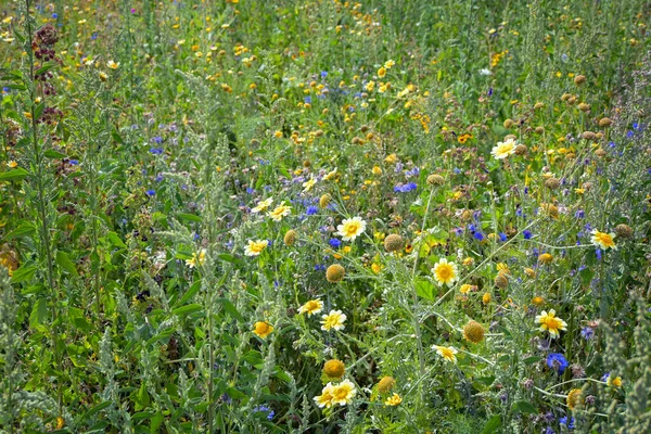 Wildflowers Meadow Chamomile Cornflowers More Protection Birds Insects Biodiversity Nature — Stockfoto