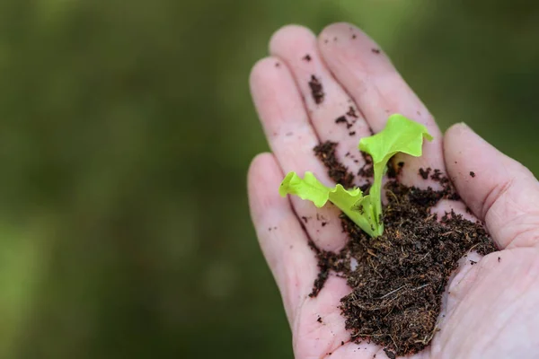 Seedling Lettuce Roots Soil Hand Gardener Concept Green Business Eco — Fotografia de Stock