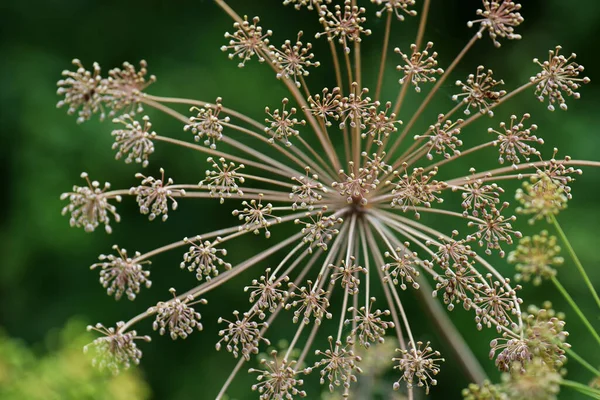 Dill Blütenstand Mit Reifenden Samen Gesunde Pflanze Kräutergarten Zum Würzen — Stockfoto