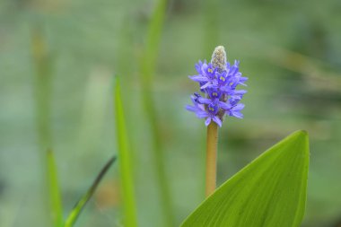 Purple blue inflorescence of pickerelweed (Pontederia cordata), aquatic plant, grows in a variety of wetlands, blurry green background with copy space, selected focus, narrow depth of field