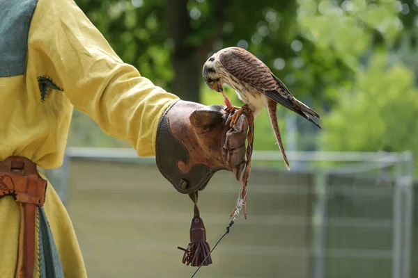 Falcon Fed Leather Glove Falconer Small Fast Hunting Bird Training — Φωτογραφία Αρχείου