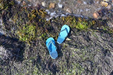Blue flip flops on seaweed on the seashore, summer holidays on the Baltic Sea in Germany, environmental conservation concept, copy space, high angle view from above, selected focus