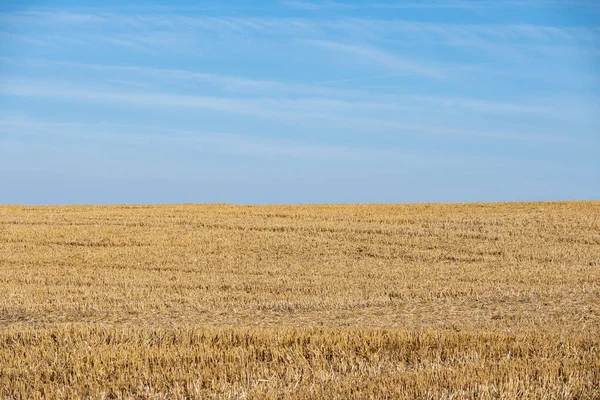 Golden Stubble Πεδίο Μετά Συγκομιδή Κάτω Από Ένα Μπλε Ουρανό — Φωτογραφία Αρχείου