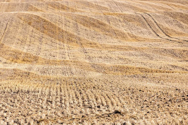 Stubble Field Harvest Ground Waves Diagonal Mowing Tracks Full Frame — Stockfoto