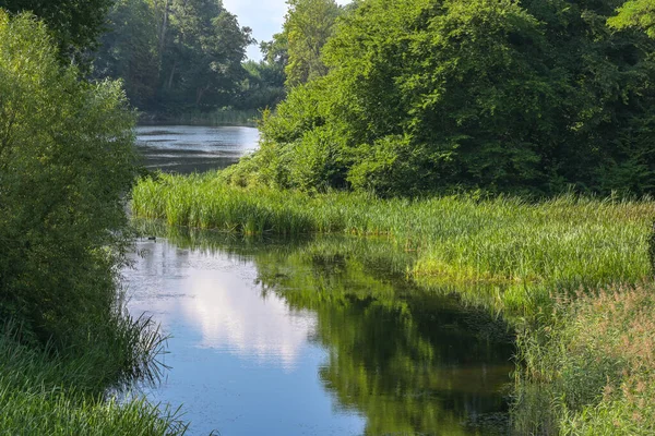 Kalme Rivier Mondt Uit Een Meer Rieten Struiken Groene Lommerrijke — Stockfoto