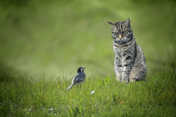 Mały Wagon Ptak Siedzi Przed Kotem Tabby Zielonym Trawniku Niebezpieczne — Zdjęcie stockowe