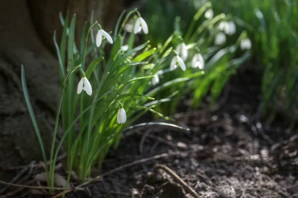 Sneeuwklokjes Met Witte Bloemen Groeien Naast Een Donkere Boom Eerste — Stockfoto