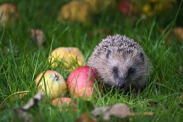 Small Hedgehog Erinaceus Europaeus Apples Meadow Autumn Concept Wildlife Animal — Stock Photo, Image