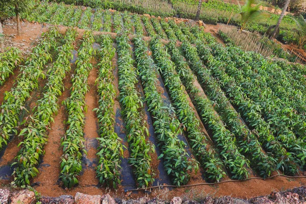 Entrada Con Varias Plantas Maceta Árbol Vivero Como Anacardo Mango — Foto de Stock