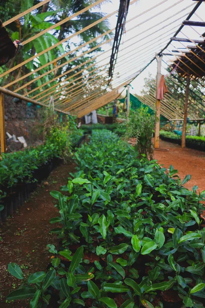 Entrance Various Pot Plants Tree Nursery Cashew Mango Coconut Entrance — Stock Photo, Image