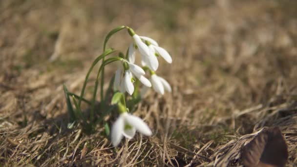 Frühlingsblumen Schneeglöckchen Aus Nächster Nähe Auf Trockenem Gras Sonnigen Tagen — Stockvideo