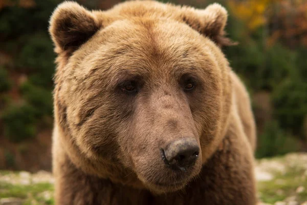 Wild Καφέ Αρκούδα Γκρο Πλαν Πορτρέτο Ανοιχτό Κόκκινο Τρίχωμα Αναζητούν — Φωτογραφία Αρχείου