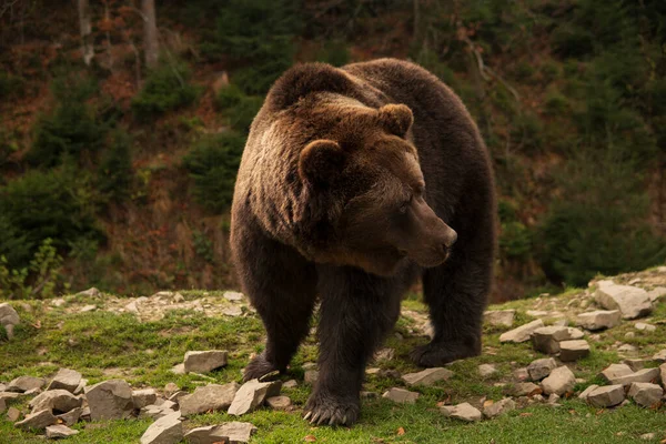 Великий Дикий Коричневий Ведмідь Стоїть Пагорбі Лісі — стокове фото