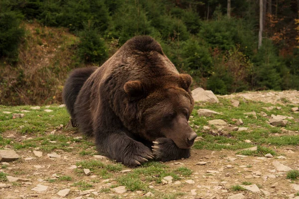 Величезний Дикий Коричневий Ведмідь Спить Зеленому Лісі Поклавши Голову Лапу — стокове фото