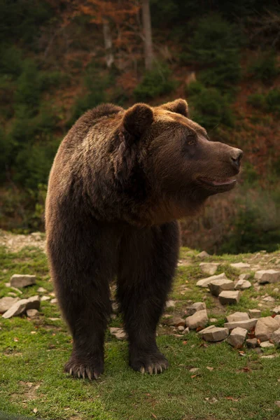 Дорослий Дикий Коричневий Ведмідь Стоїть Траві Зеленому Лісі — стокове фото
