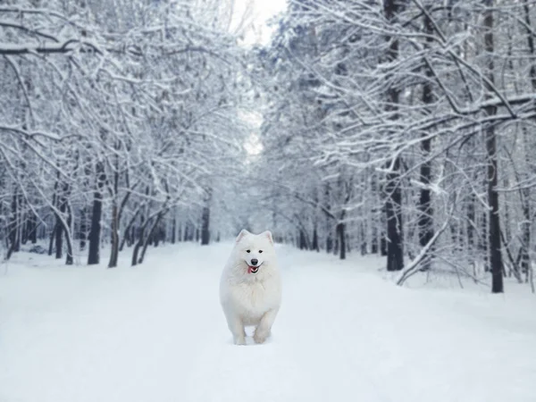 冬の公園の雪の上を走る幸せな陽気な白いサモイドの犬の背景 — ストック写真