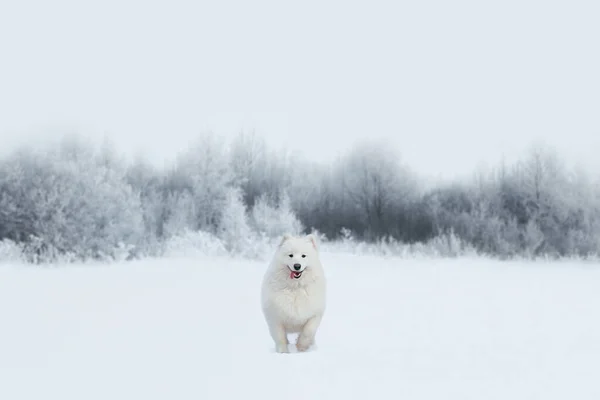 Szczęśliwy Wesoły Biały Samoyed Pies Działa Śniegu Zimowym Parku Tle — Zdjęcie stockowe