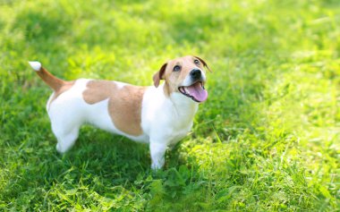 Mutlu Jack Russell Terrier köpeği yeşil çimlerin üzerinde güneşli yaz gününde yukarı bakıyor.