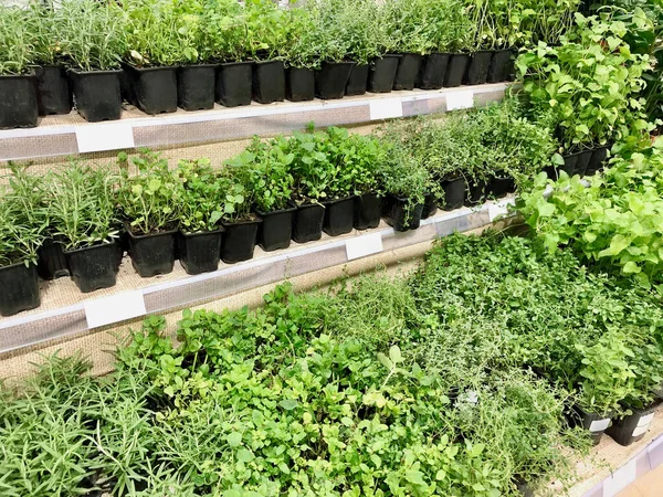 Muchas Plantas Diferentes Plántulas Cajas Plástico Los Estantes Una Tienda —  Fotos de Stock