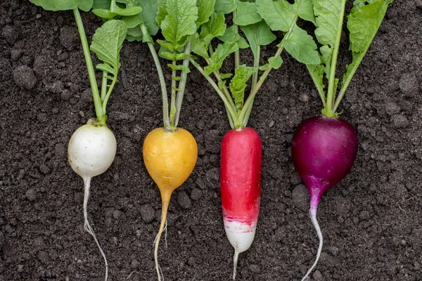 Radish of different varieties white, yellow, red, purple lies on the ground, close-up shot for a farm theme Stock Image