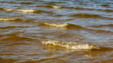 Zıplayan koniler ve yapraklar güzel bir manzara. Tıpta kullanılır.