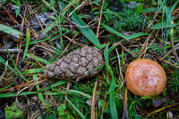 Houba Camelina roste v lese. Krásná lesní krajina — Stock fotografie