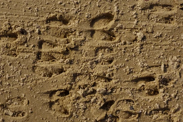 鹿脚印在沙滩上，野生动物背景 — 图库照片