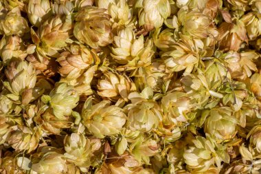 Tasarım ve demleme kavramı için olgun hop külahları