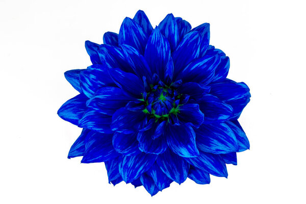 Head of blue flower isolate on a white background close-up