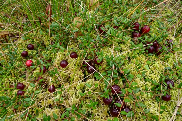 绿色沼泽苔藓上的红色成熟野生有机越橘 — 图库照片