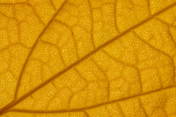 Sarı sonbahar yaprağı dokusu. Makro yakın çekim — Stok fotoğraf