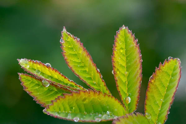 Hojas verdes jóvenes con gotitas de agua, concepto de relajación y descanso — Foto de Stock