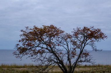 Gölün kenarındaki bir ağacın silueti, sonbaharda, seyahat ve rahatlama konsepti.
